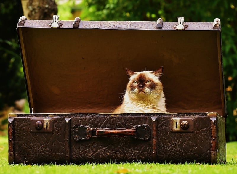 Travel Bags